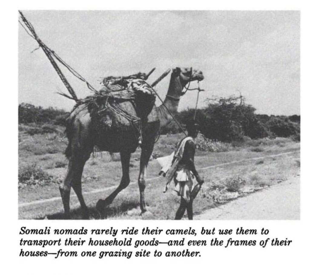 somali nomad with camel historical archive photo